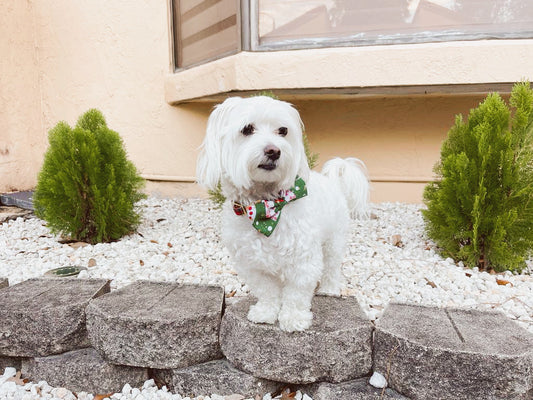 HUMITA NAVIDAD VERDE